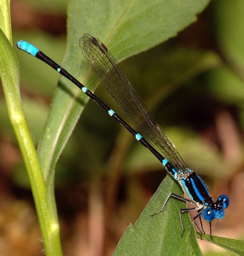 Male
2006-07-30_Chattooga